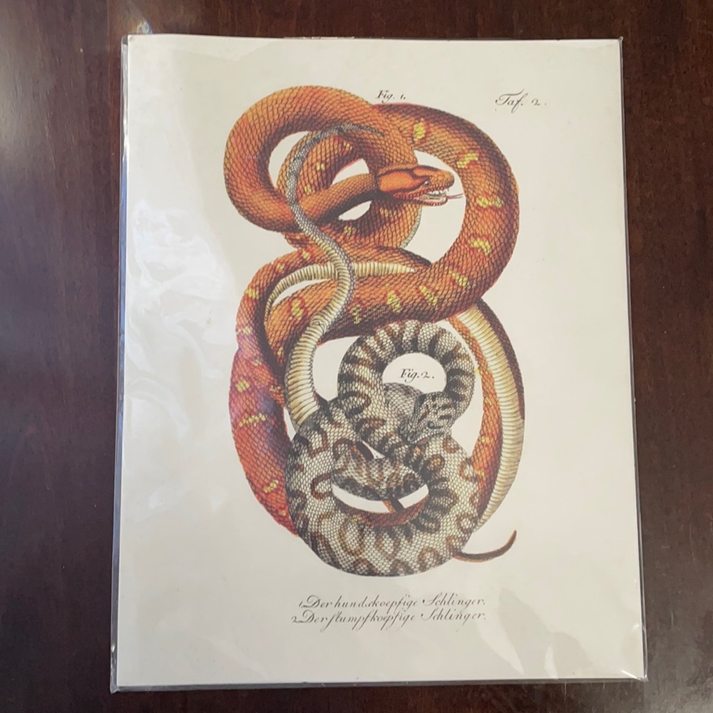 Snake art poster